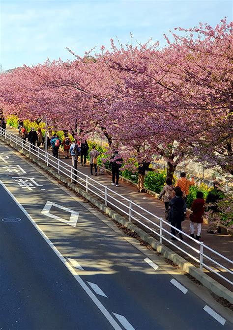 sakura miura|Miurakaigan Cherry Blossoms .